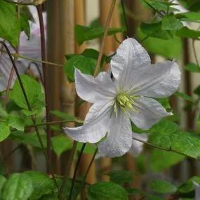 White Prince Charles Clematis (Clematis viticella White Prince Charles) Img 2